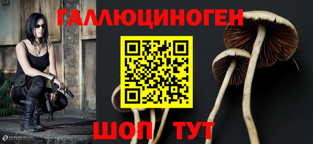 Галлюциногенные грибы Psilocybe Заринск